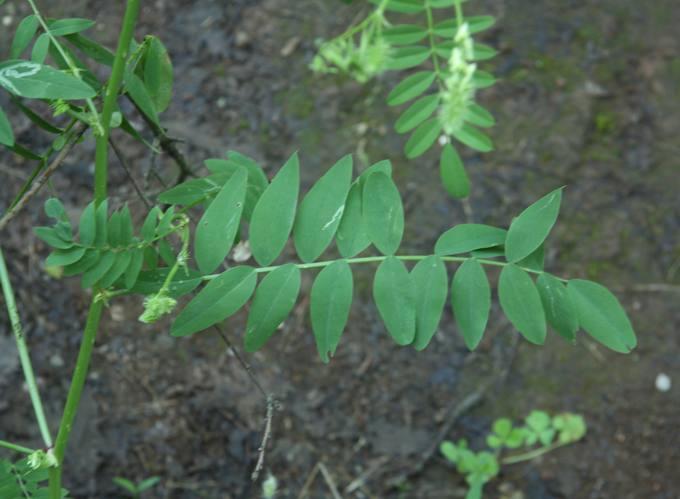 Onobrychis?- no, Galega officinalis